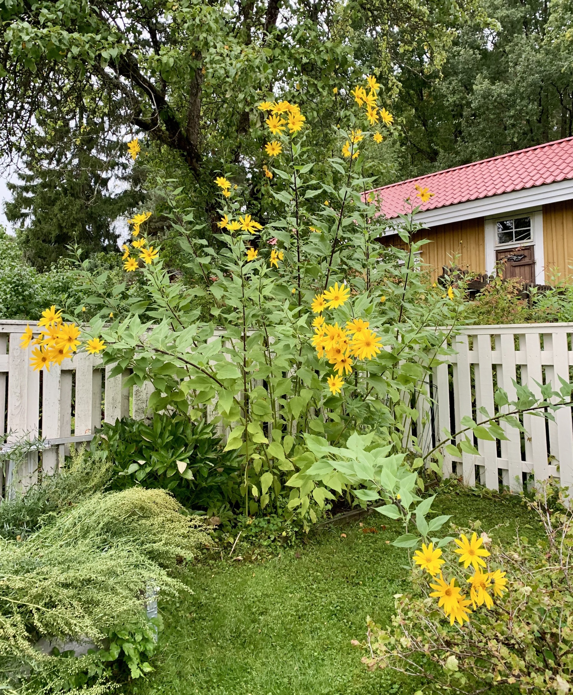 Kuva vuosien varrelta, saatu asiakkaalta.