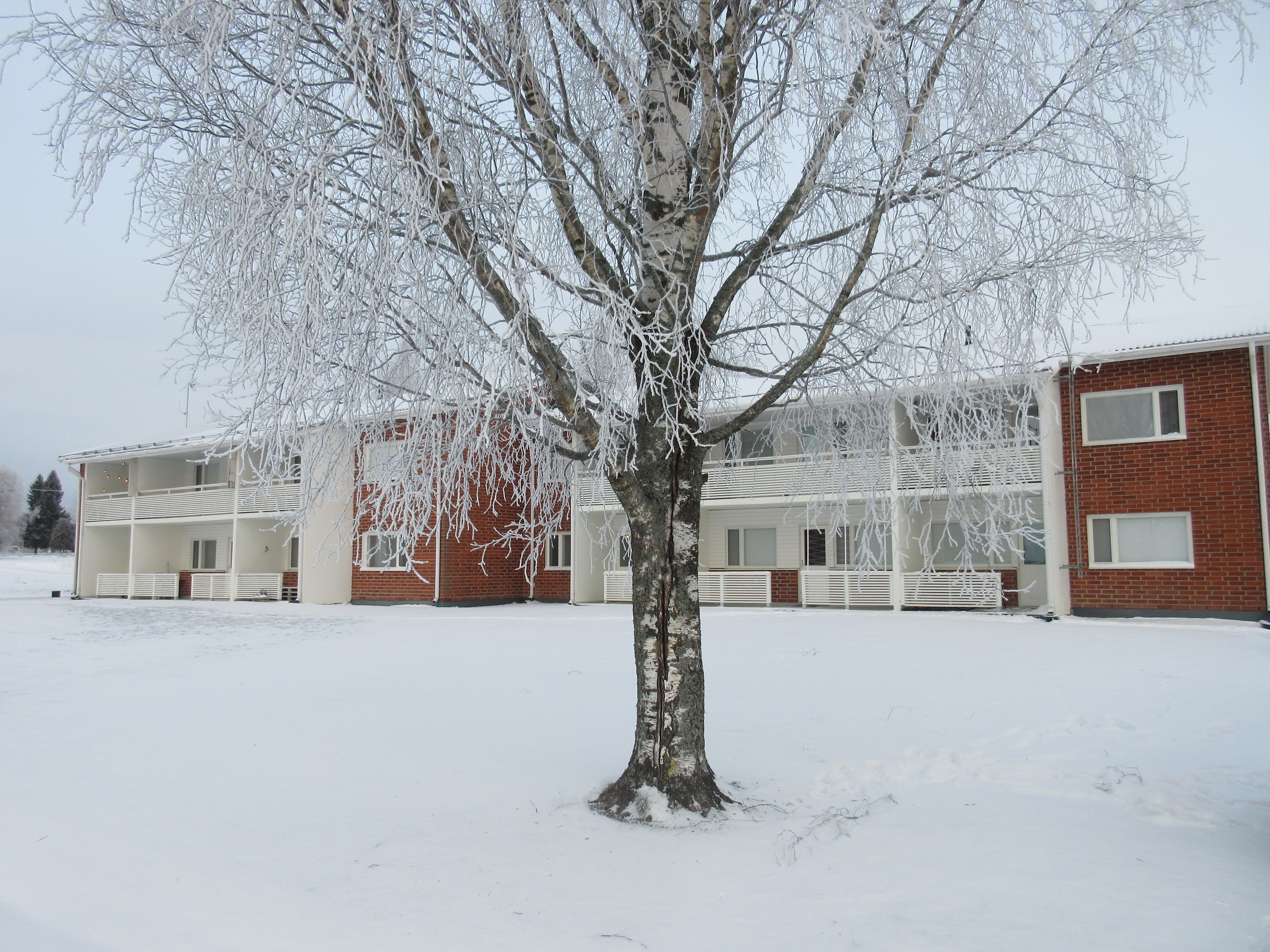 Rakennus puutarhan puolelta