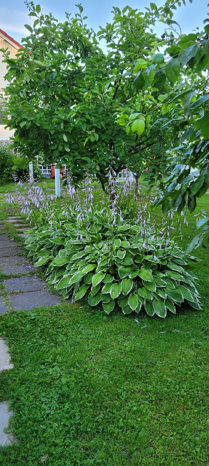 Kuva vuosien varrelta, saatu asiakkaalta.