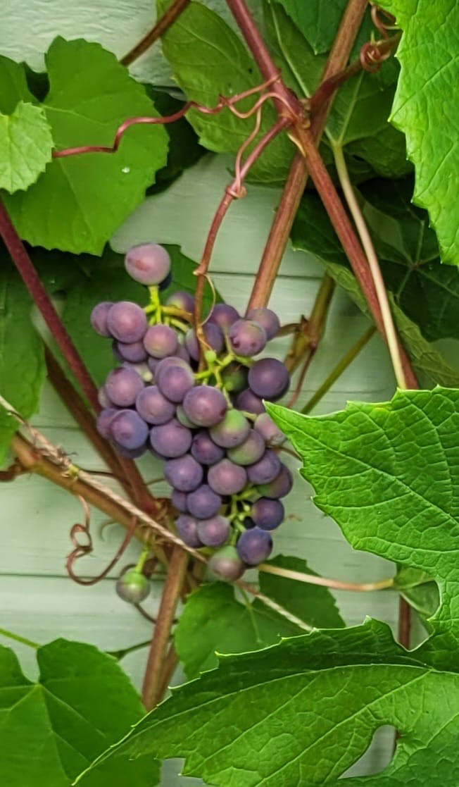 Kuva vuosien varrelta, saatu asiakkaalta.