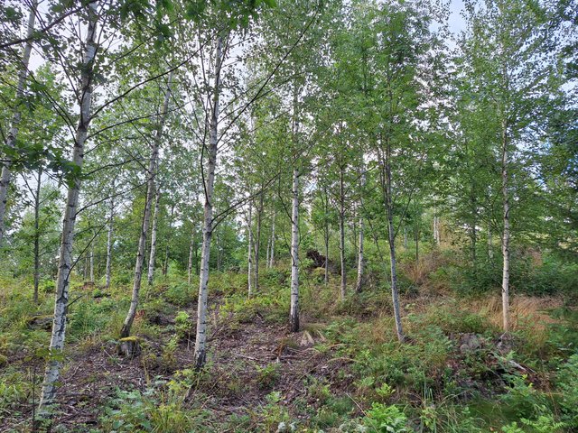 Skepparsintie 95, Sipoo (Linnanpelto), Kuva 8, esikatselu