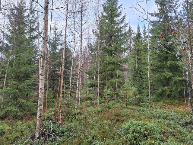 Fredsbackantie 33, Paippinen (Pohjois-Paippinen), Kuva 6, esikatselu