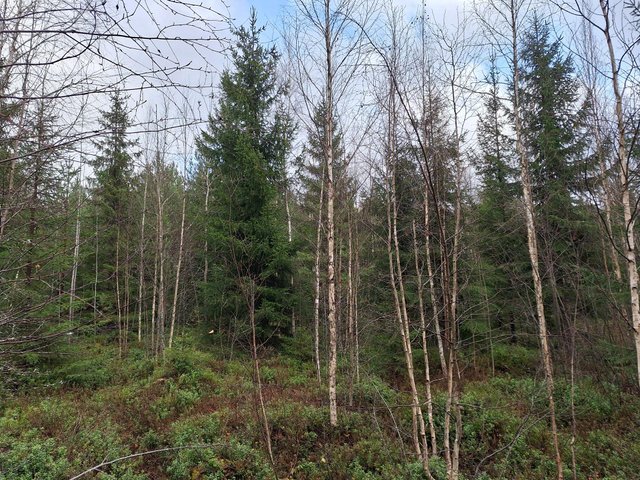 Fredsbackantie 33, Paippinen (Pohjois-Paippinen), Kuva 5, esikatselu