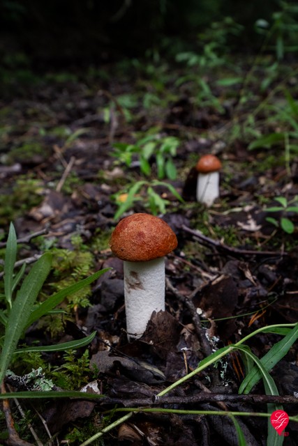 Veklahden metsät ovat hyviä sienimaita ja omilta tiluksilta voi pienellä tuurilla poimia tatteja.