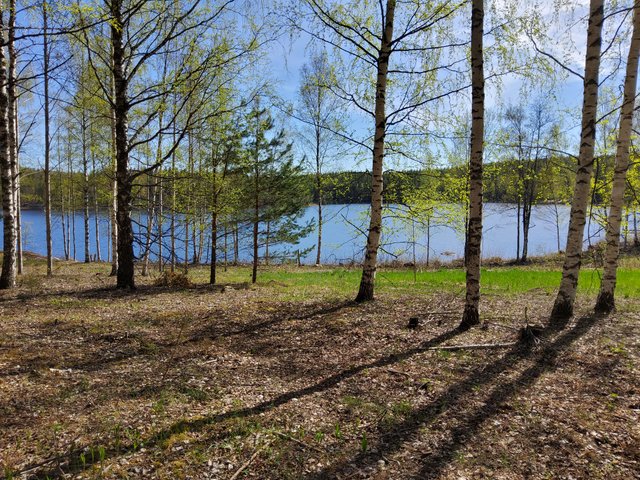 Petäjänniementie