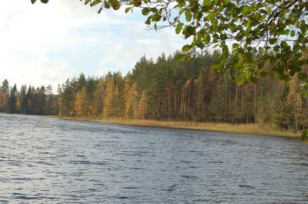 Salovedentie 40
