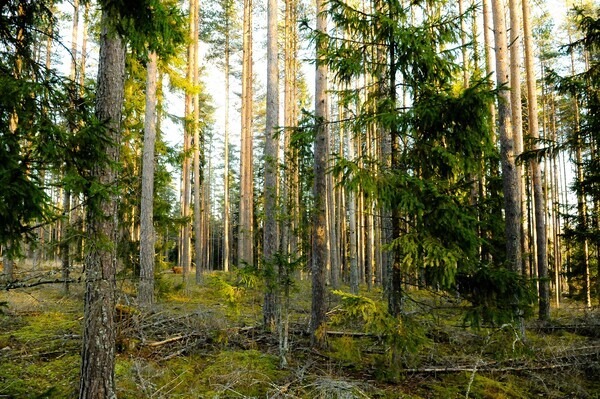 Mäntytie 27