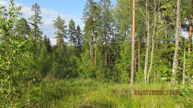 Koivikkomäki