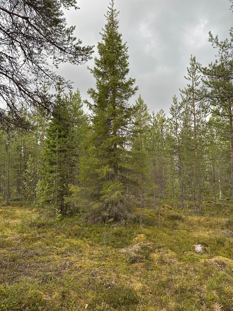 Juliuksentie