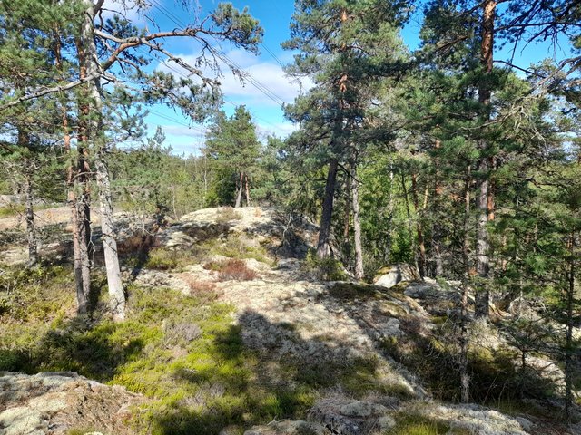 Leppäsuontie