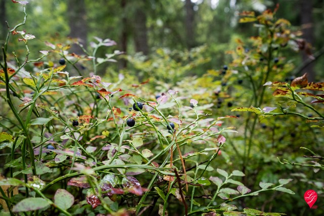 Metsästä löytyy paljon mustikkaa.
