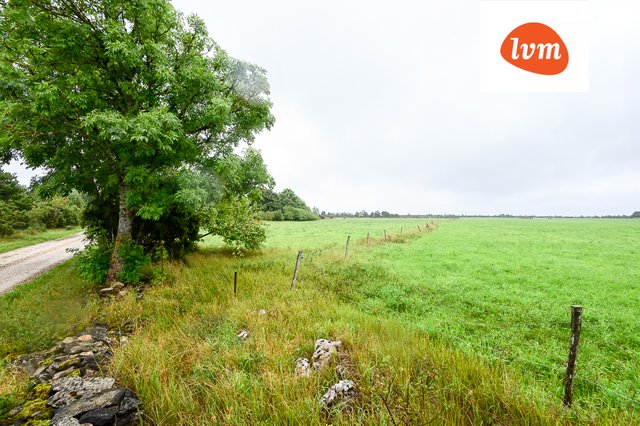 Liivaaugu